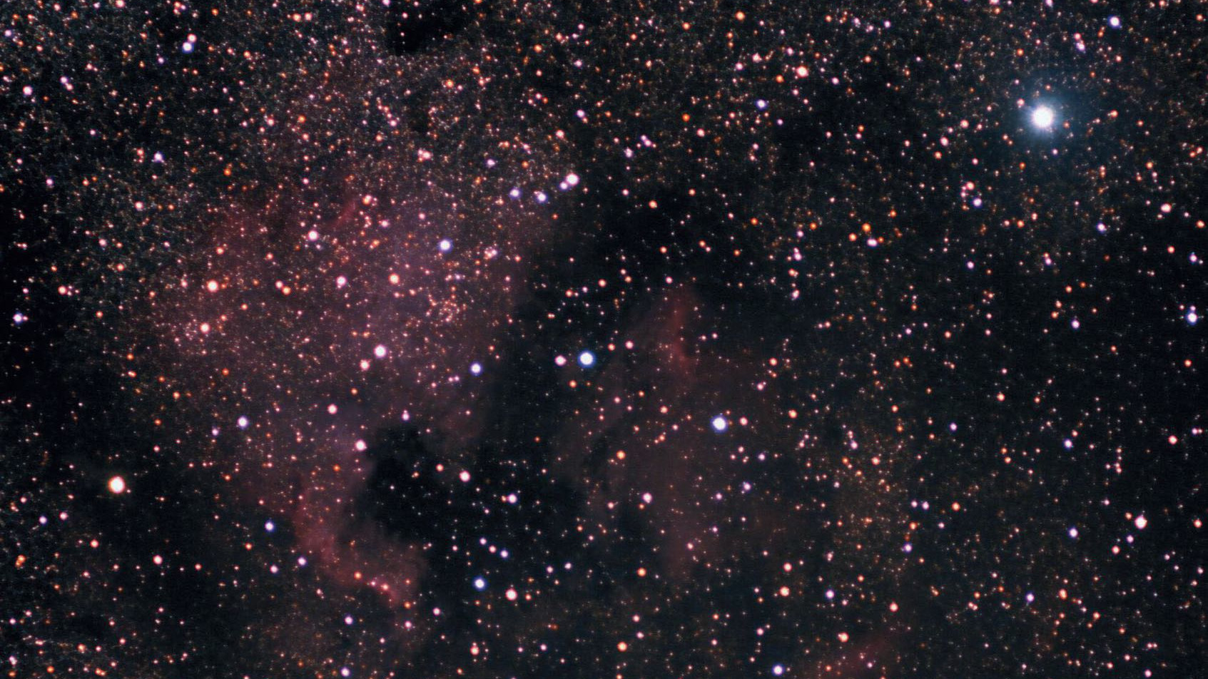 Al sureste de Deneb (la estrella más brillante que aparece en el cuadrante superior derecho) encontramos una de las nebulosas gaseosas más bellas: NGC 7000 o nebulosa de Norteamérica. Partiendo del centro de la constelación hacia la izquierda, o al este del golfo de México, encontramos a un Orión en miniatura. Marcus Degenkolbe